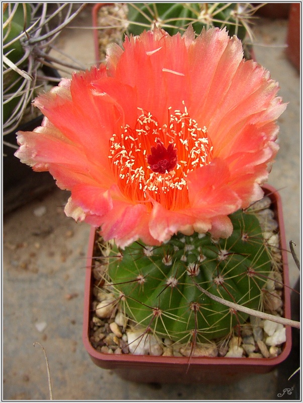 Notocactus ottonis var. vencluianus.jpg